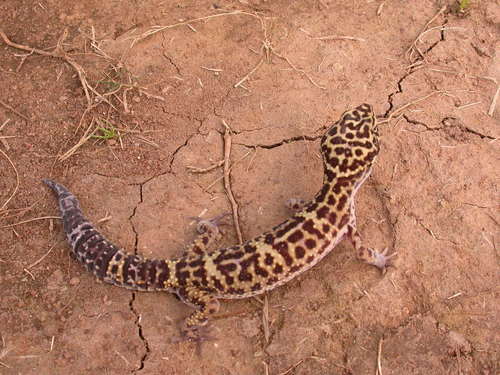 Image of Leopard Gecko