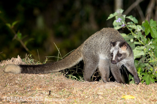 Image of Masked Palm Civet