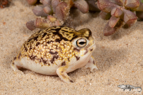 Image of Desert Rain Frog