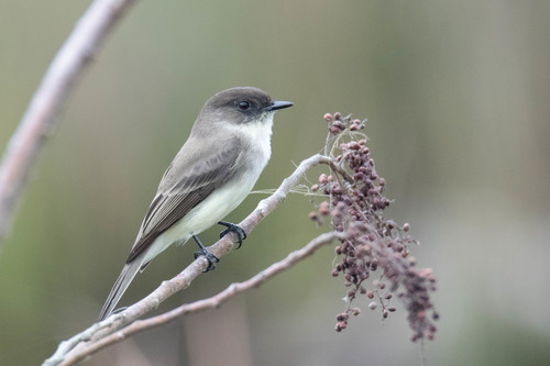 Image of Eastern Phoebe