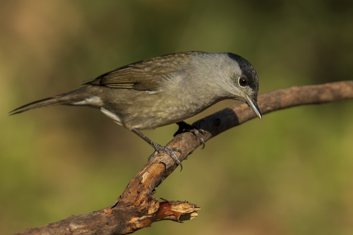 Image of Eurasian Blackcap