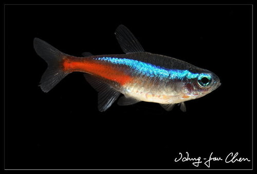 Image of Neon Tetra