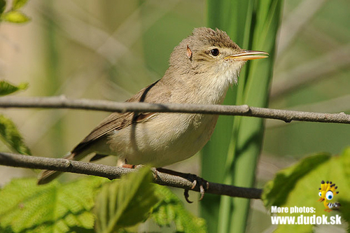 Image of Eastern Olivaceous Warbler