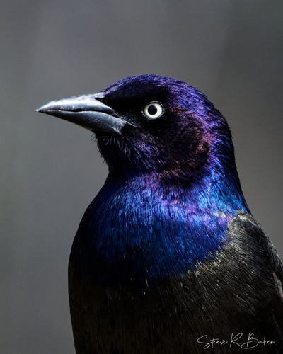 Image of Common Grackle