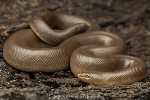 Image of Rubber Boa