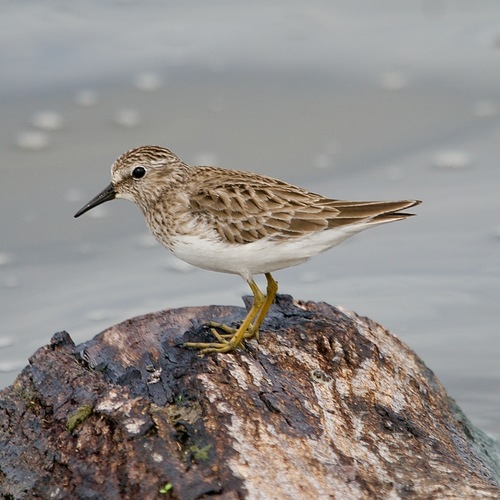 Image of Least Sandpiper