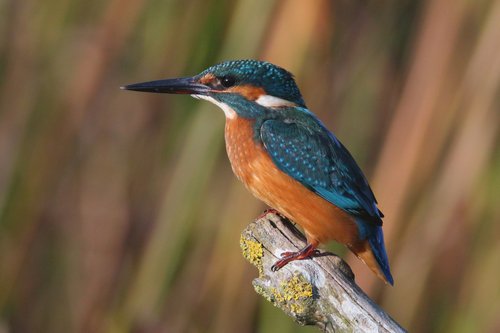 Image of Common Kingfisher