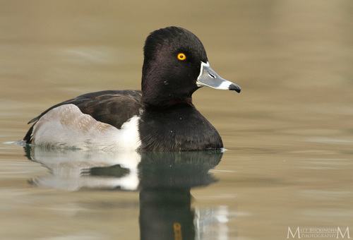 Image of Ring-necked Duck