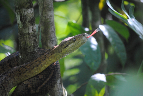 Image of Jamaican Boa