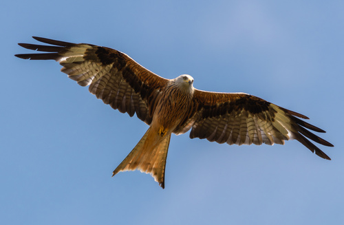 Image of Red Kite