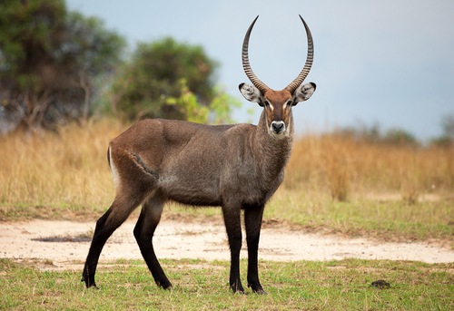 Image of Common Waterbuck