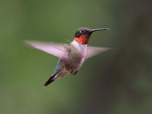 Image of Ruby-throated Hummingbird