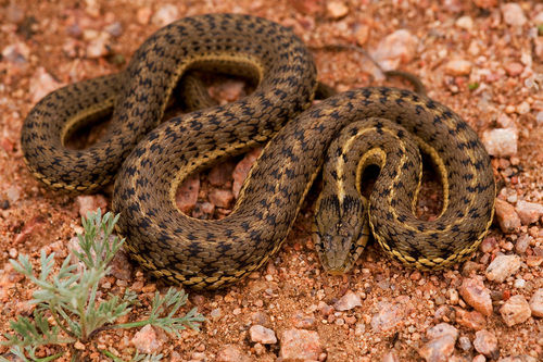 Image of Western Terrestrial Garter Snake