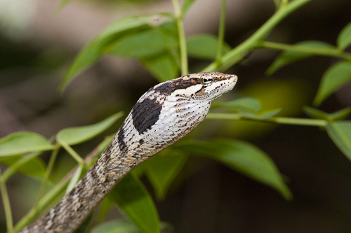 Image of Cape Vine Snake