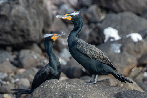 Image of Double-crested Cormorant