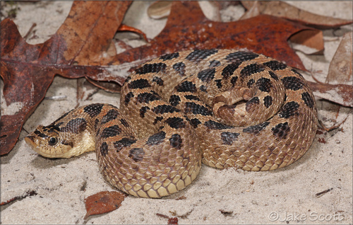 Image of Southern Hognose Snake