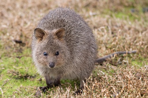 Image of Quokka