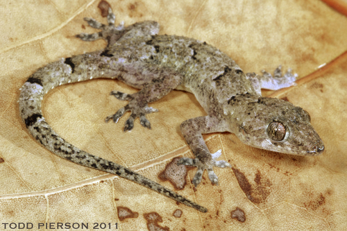 Image of Tropical House Gecko