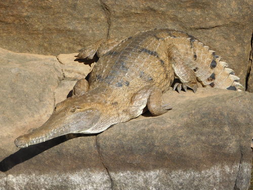 Image of Freshwater Crocodile