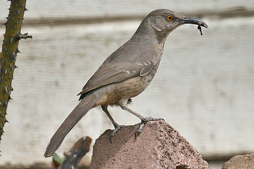 Image of Curve-billed Thrasher