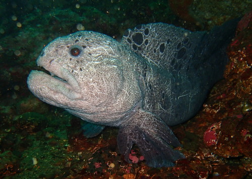 Image of Wolf Eel