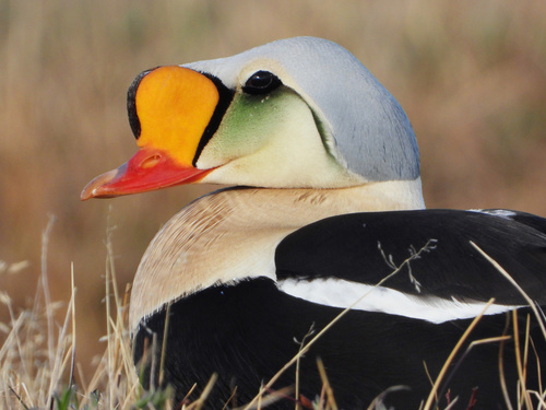 Image of King Eider