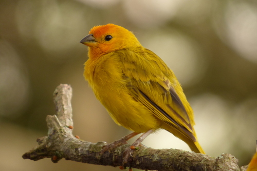 Image of Saffron Finch