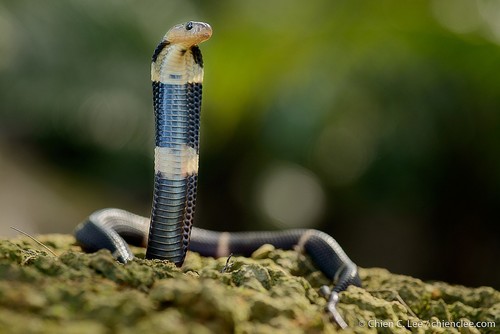 Image of Equatorial spitting cobra