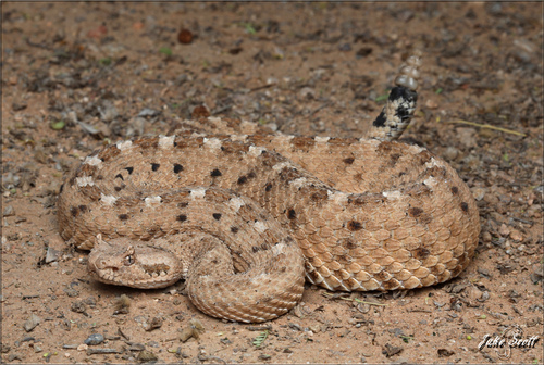 Image of Sidewinder