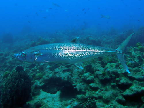 Image of King Mackerel