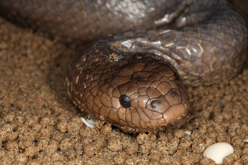 Image of Olive Sea Snake