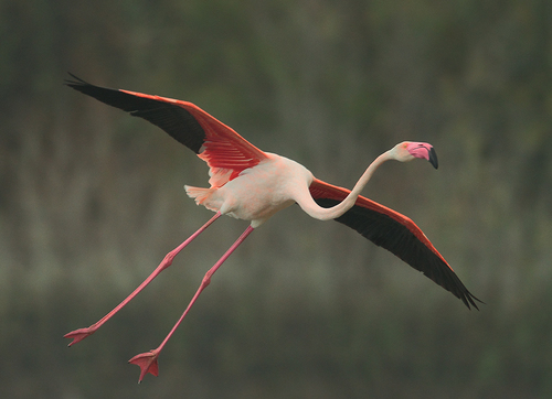 Image of Greater Flamingo