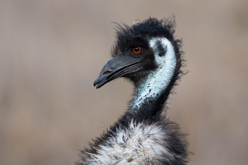 Image of Emu