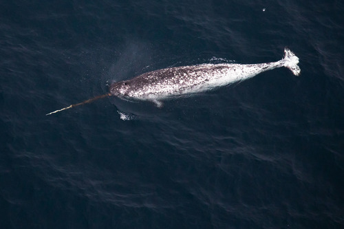 Image of Narwhal