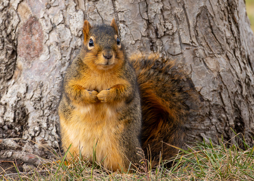 Image of Eastern Fox Squirrel