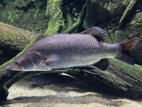 Image of Barramundi