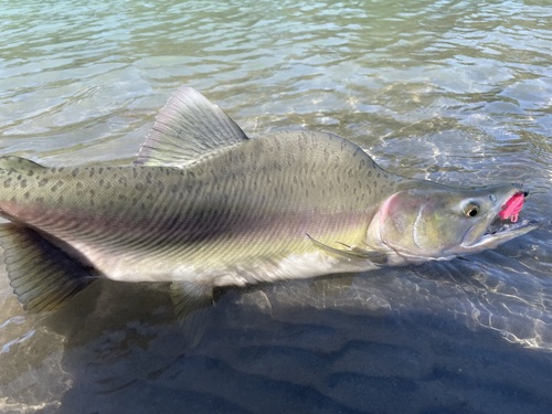 Image of Pink Salmon