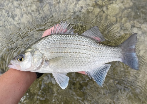 Image of White Bass