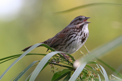 Image of Song Sparrow