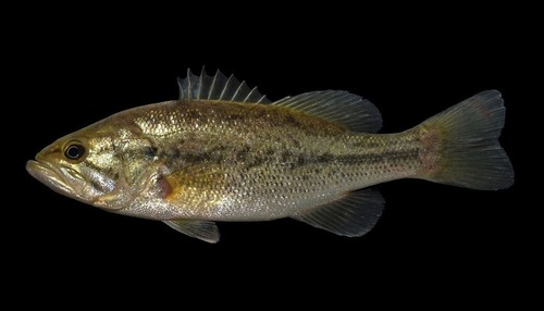 Image of Black Bass