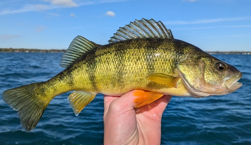 Image of Yellow Perch