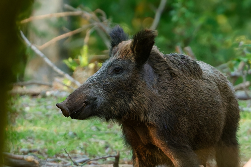 Image of Wild Boar