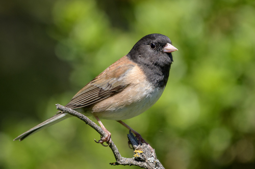 Image of Dark-eyed Junco