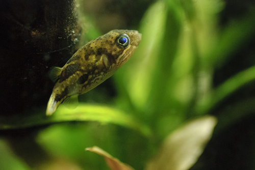 Image of Dwarf Pufferfish