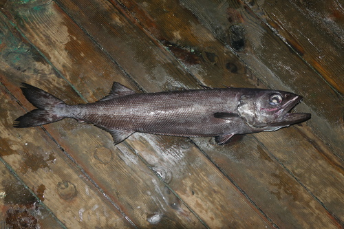 Image of Oilfish