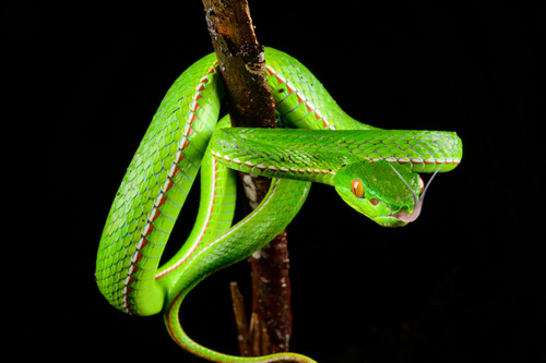 Image of Stejneger's pit viper