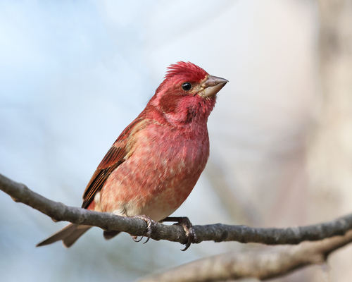 Image of Purple Finch