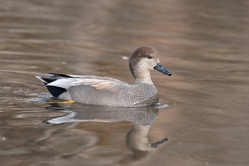 Image of Gadwall