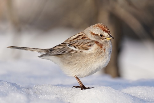 Image of American Tree Sparrow