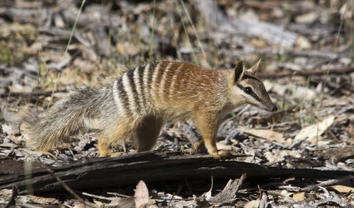 Image of Numbat